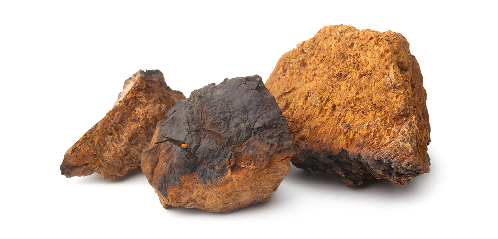 Chaga Mushroom