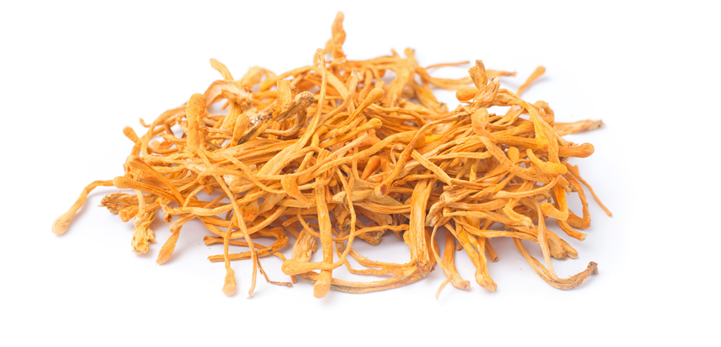 Cordyceps Mushroom