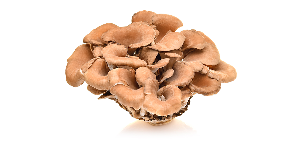 Buy Maitake Mushroom 4:1 Extract Powder | Quality Mushroom Supplement