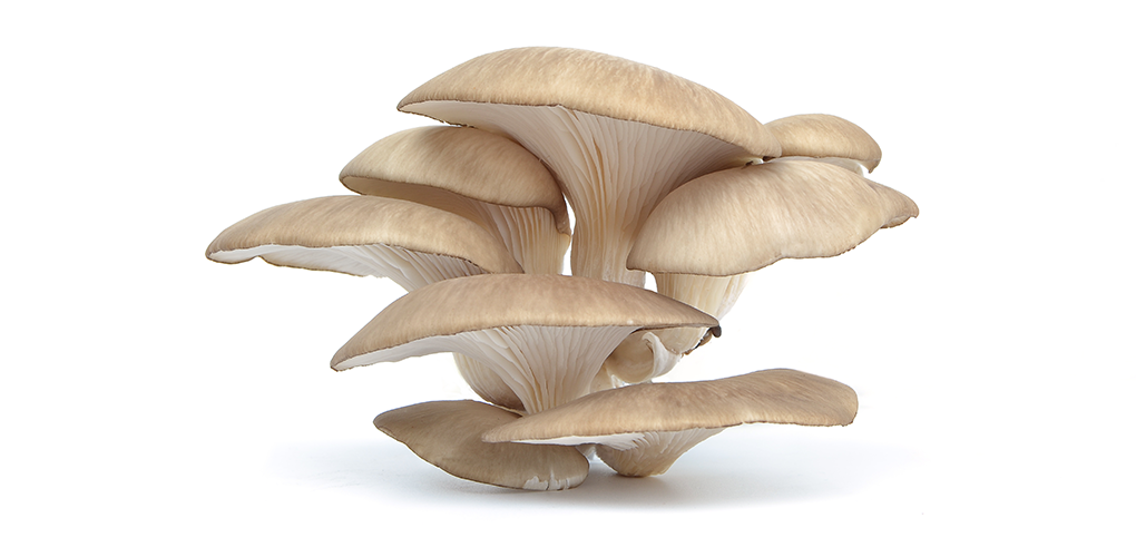 Oyster Mushroom