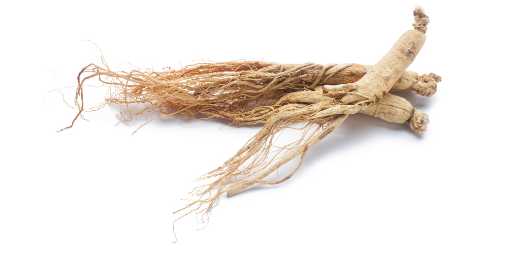 Panax Ginseng Root Extract